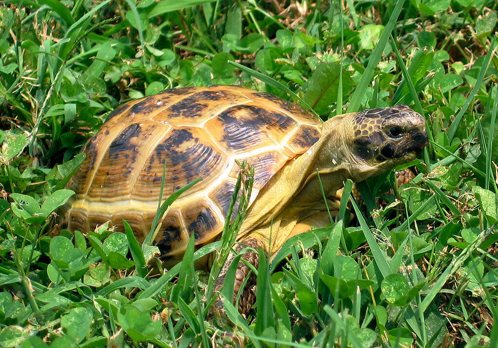 Tortuga